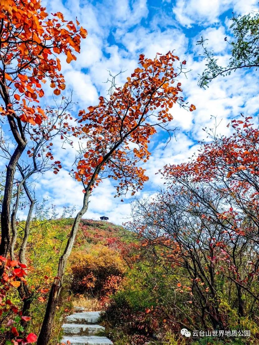 山河已秋！“醉美”红叶海就藏在青天河！