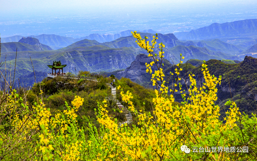 爱情圣地青龙峡，竟藏着一整座山的连翘花海！