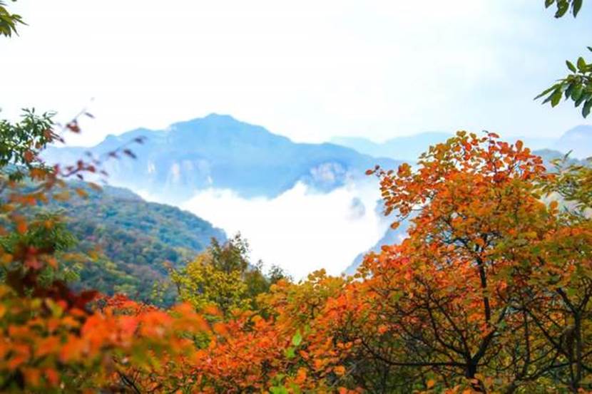 重阳登高观云！接下来的云台山是这样的！