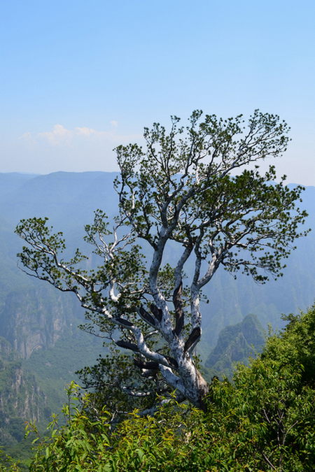 White-bark pine