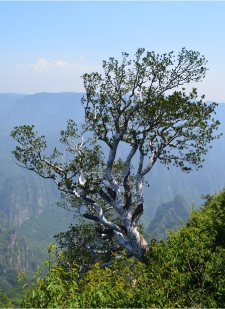 White-bark pine