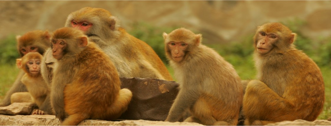 Macaques