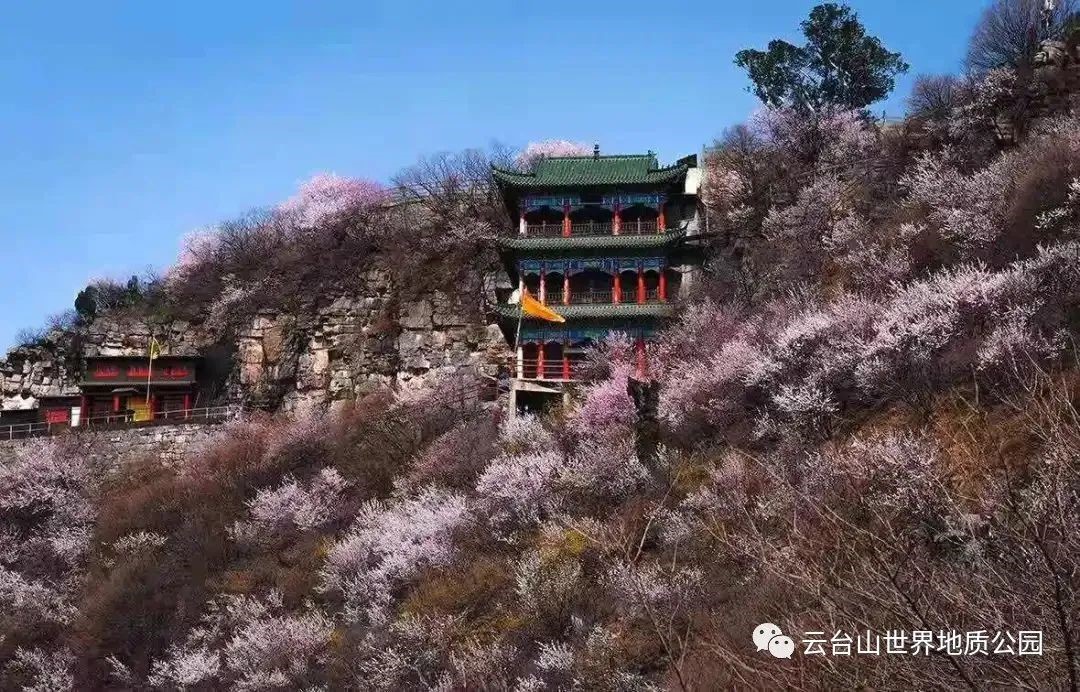 Spring flowers, singing and dancing, Shennongshan is now filled with peach bloss