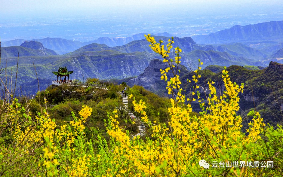 In the love sanctuary of Qinglongxia lies an entire mountain of forsythia flowers!