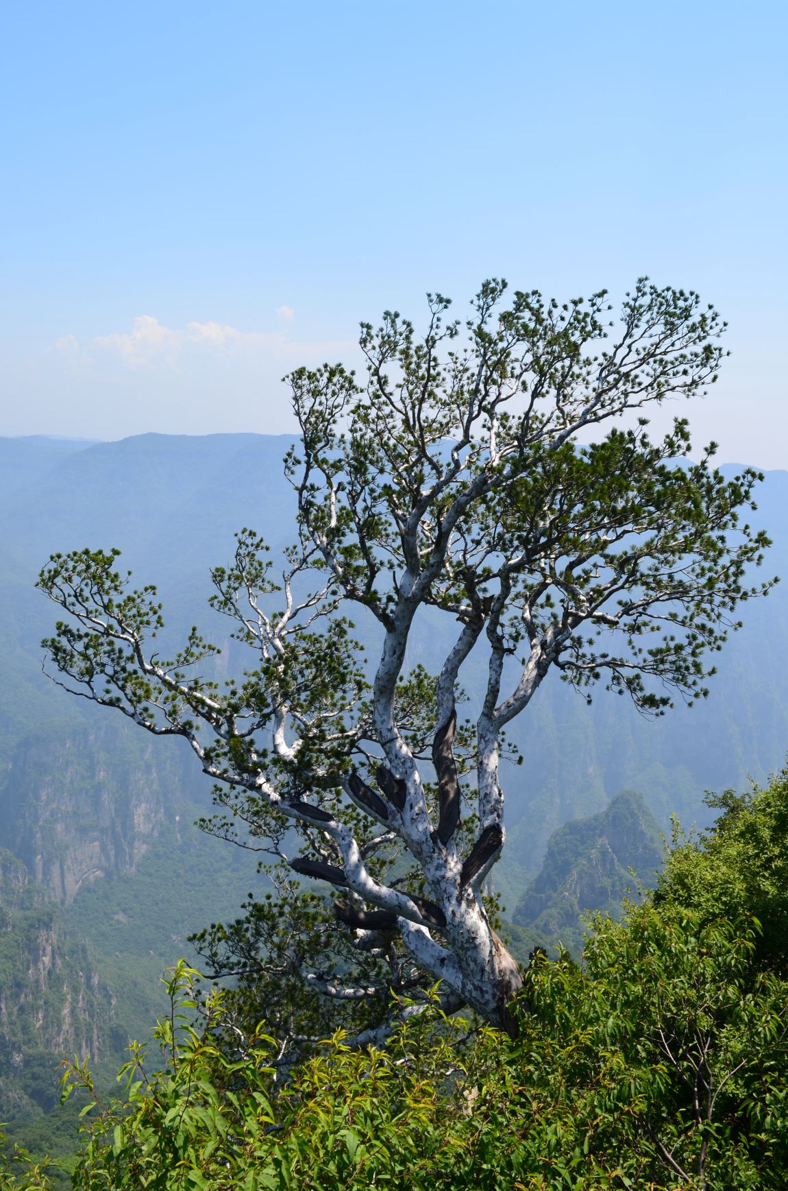 White-bark pine