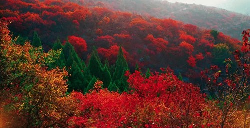 Forecast Yuntai autumn ten thousand acres of red leaves